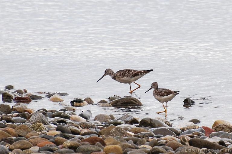 ENE-20080902-0011.jpg - [nl] Grote Geelpootruiter ( Tringa melanoleuca ) | Blow Me Down Provincial Park, Newfoundland, Canada[en] Greater Yellowlegs ( Tringa melanoleuca ) | Blow Me Down Provincial Park, Newfoundland, Canada